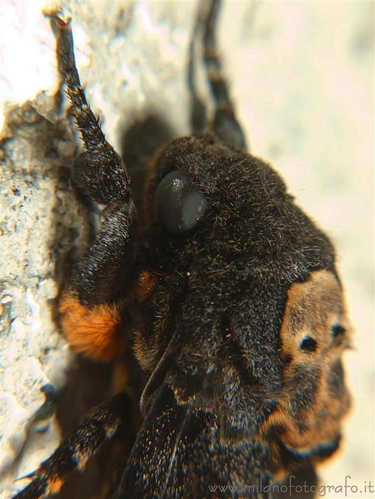 Campiglia Cervo (Biella, Italy) - Detail of a death's-head hawkmoth (Acherontia atropos)